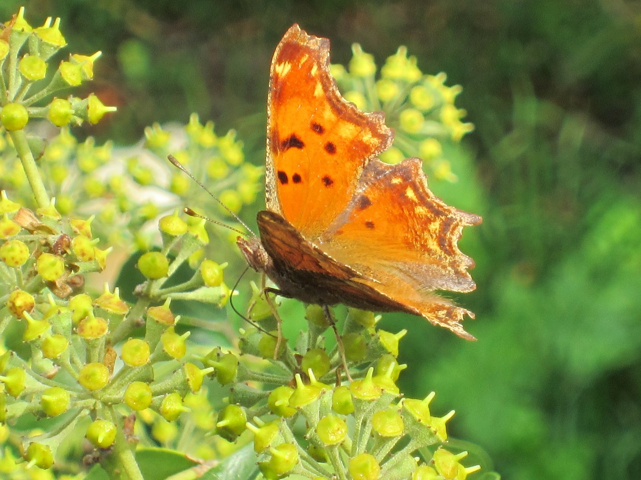 butterfly flower eating free photo