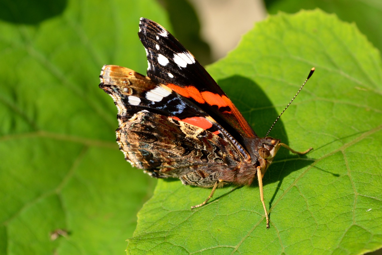 butterfly coloring leaf free photo