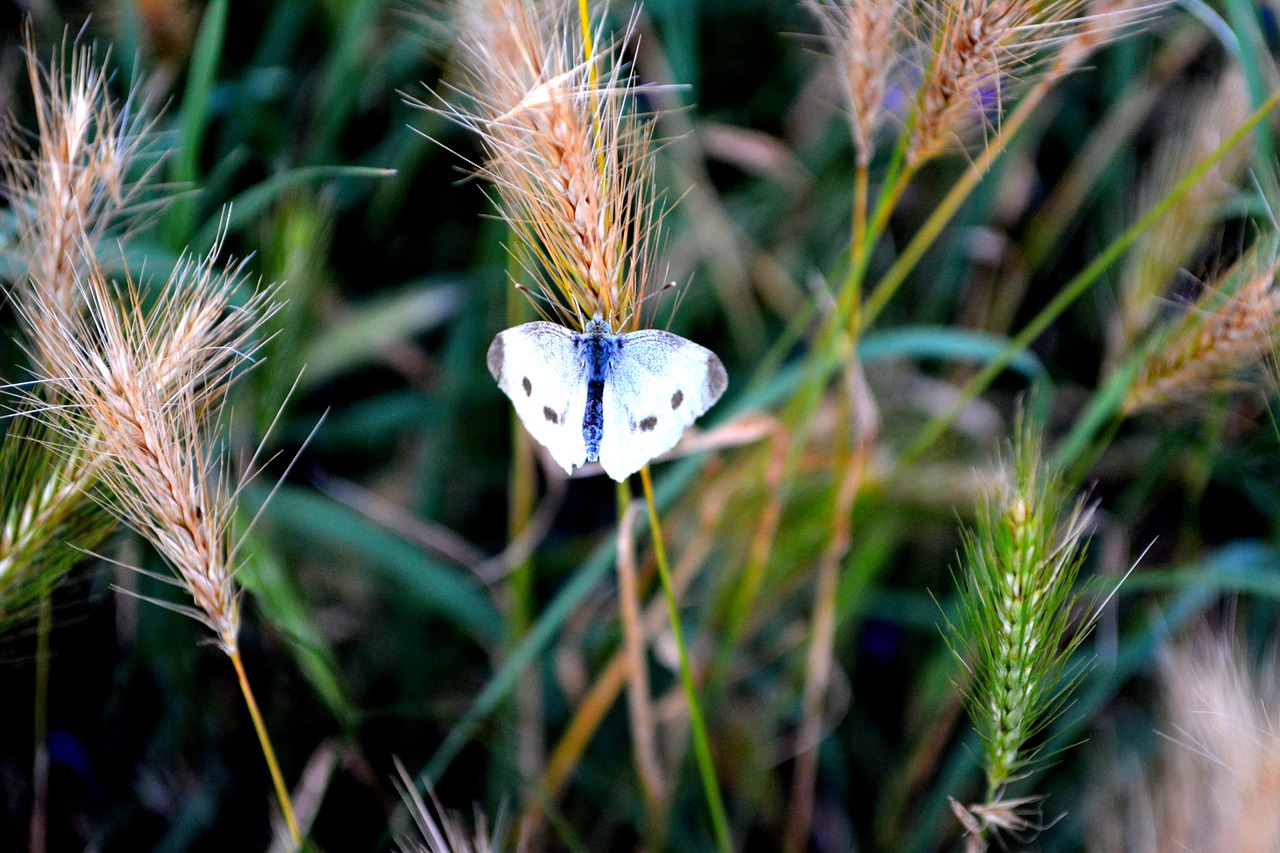 butterfly white grass free photo