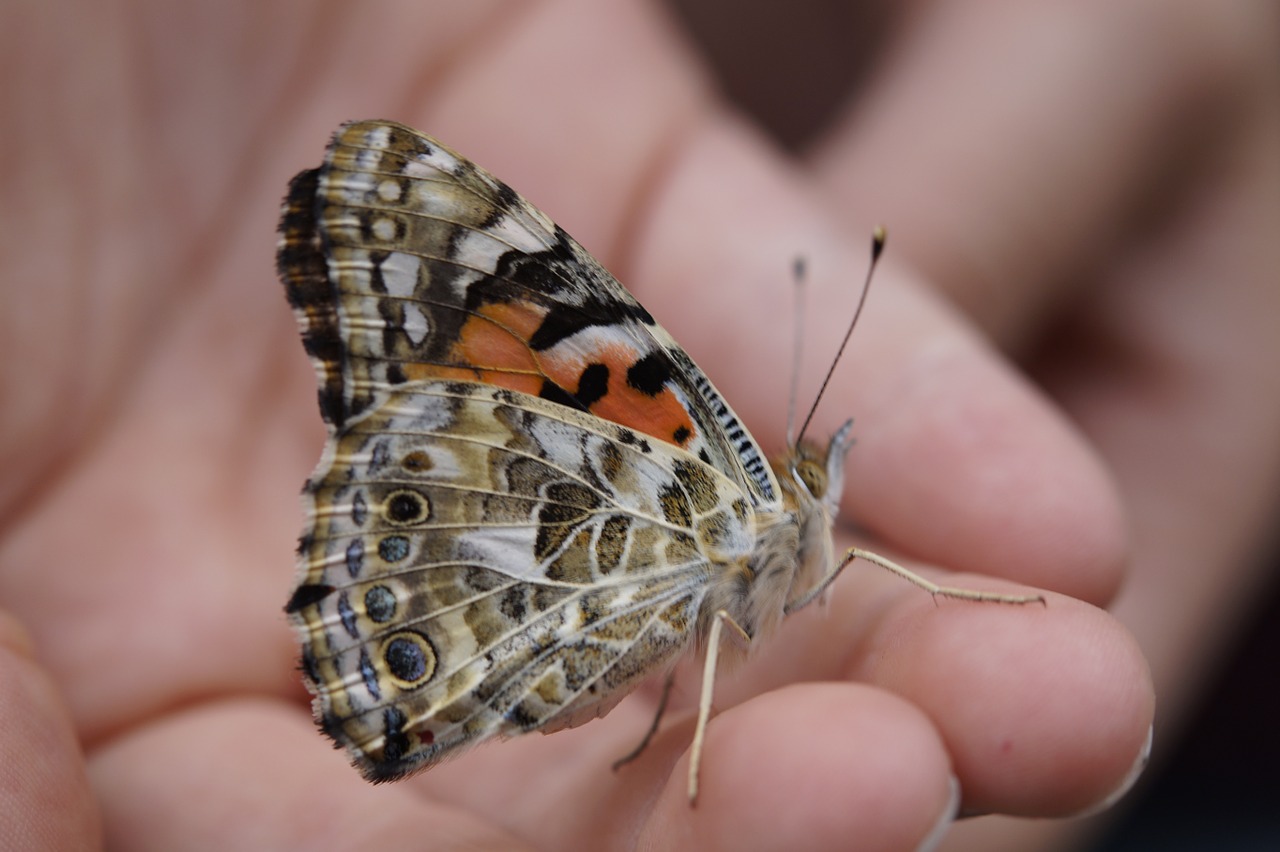 butterfly painted lady close free photo