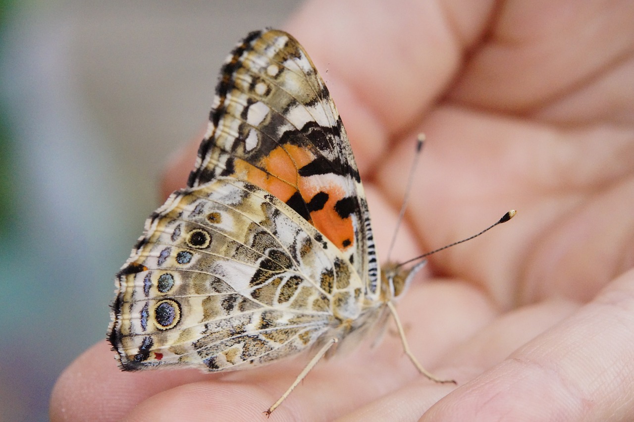 butterfly painted lady close free photo