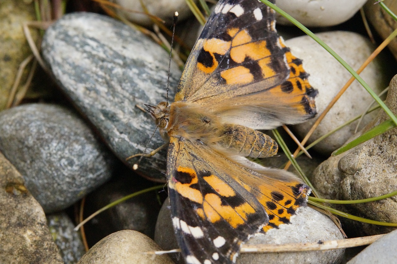 butterfly butterflies painted lady free photo