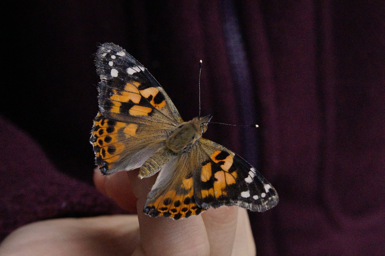 butterfly painted lady close free photo