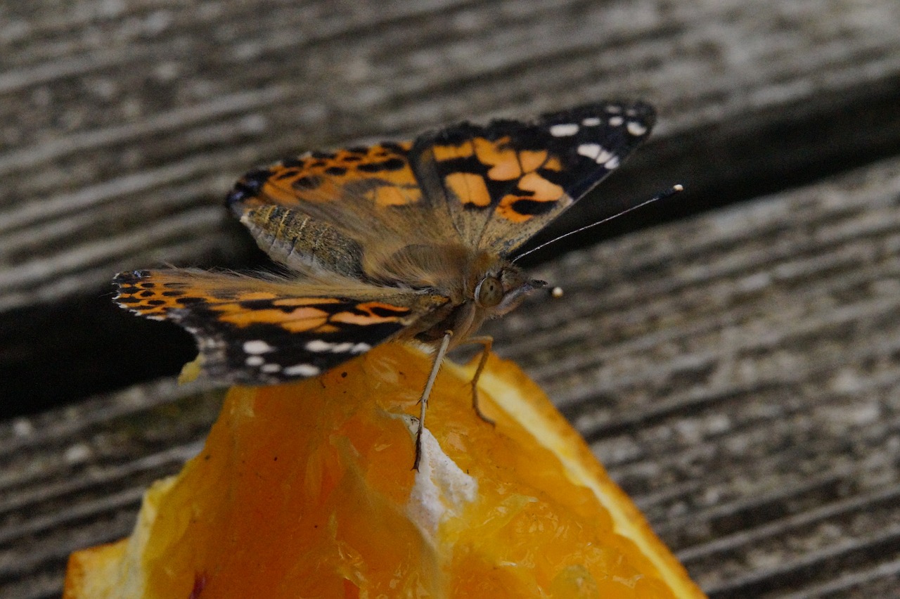 butterfly edelfalter butterflies free photo