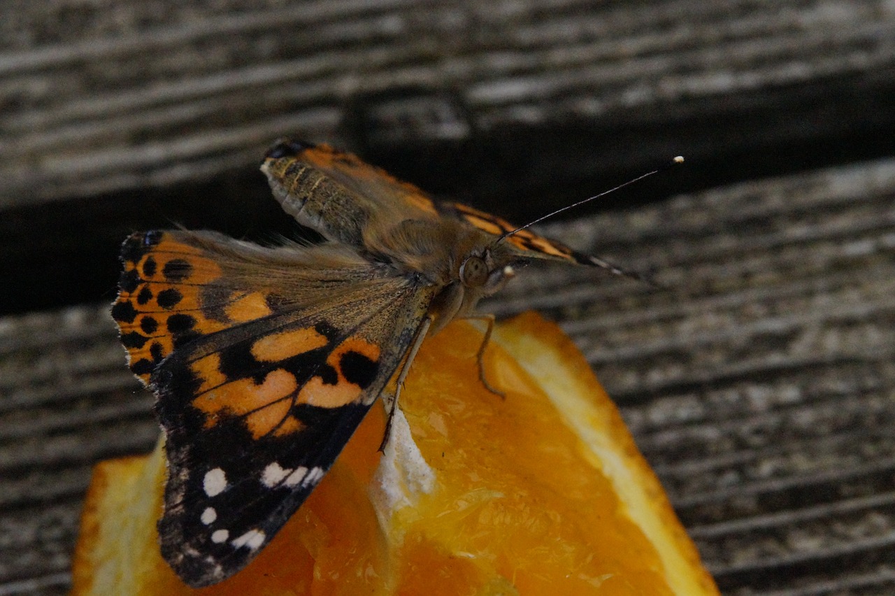 butterfly edelfalter butterflies free photo