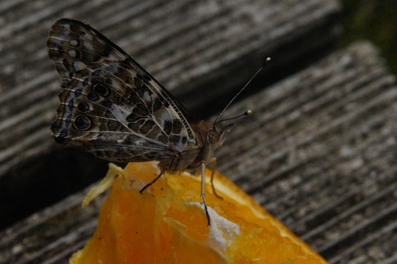 butterfly edelfalter butterflies free photo