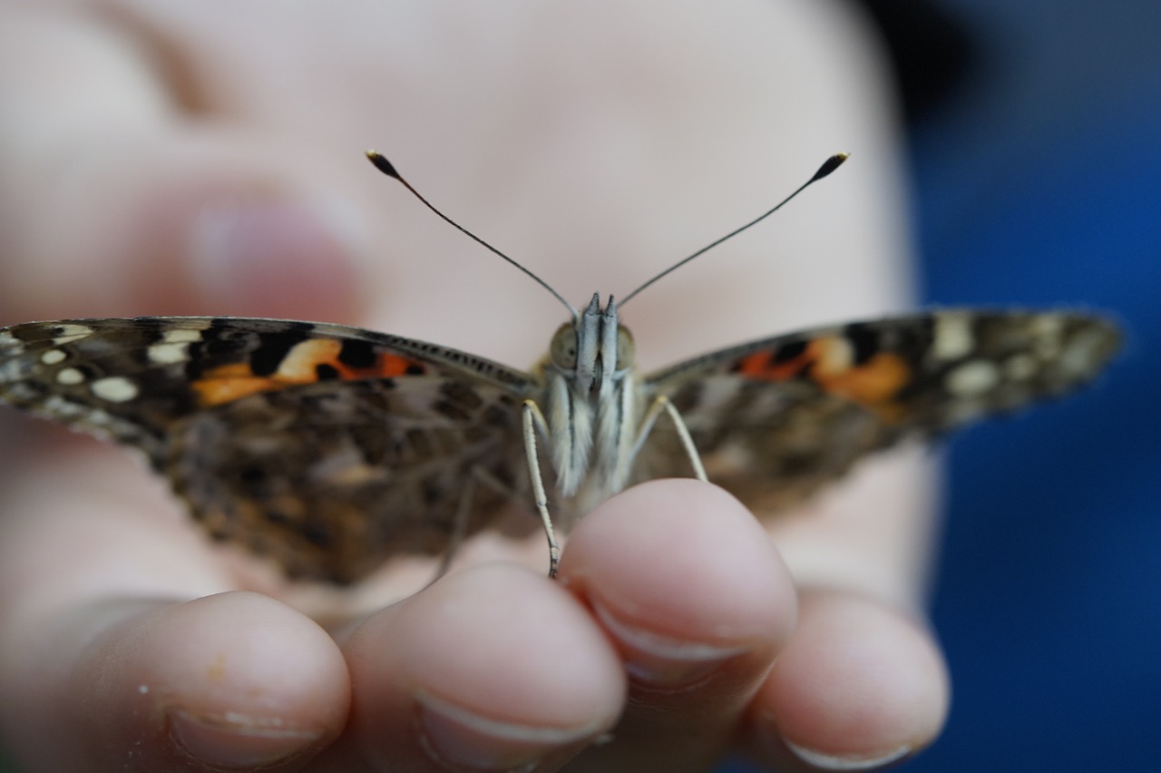 butterfly painted lady close free photo