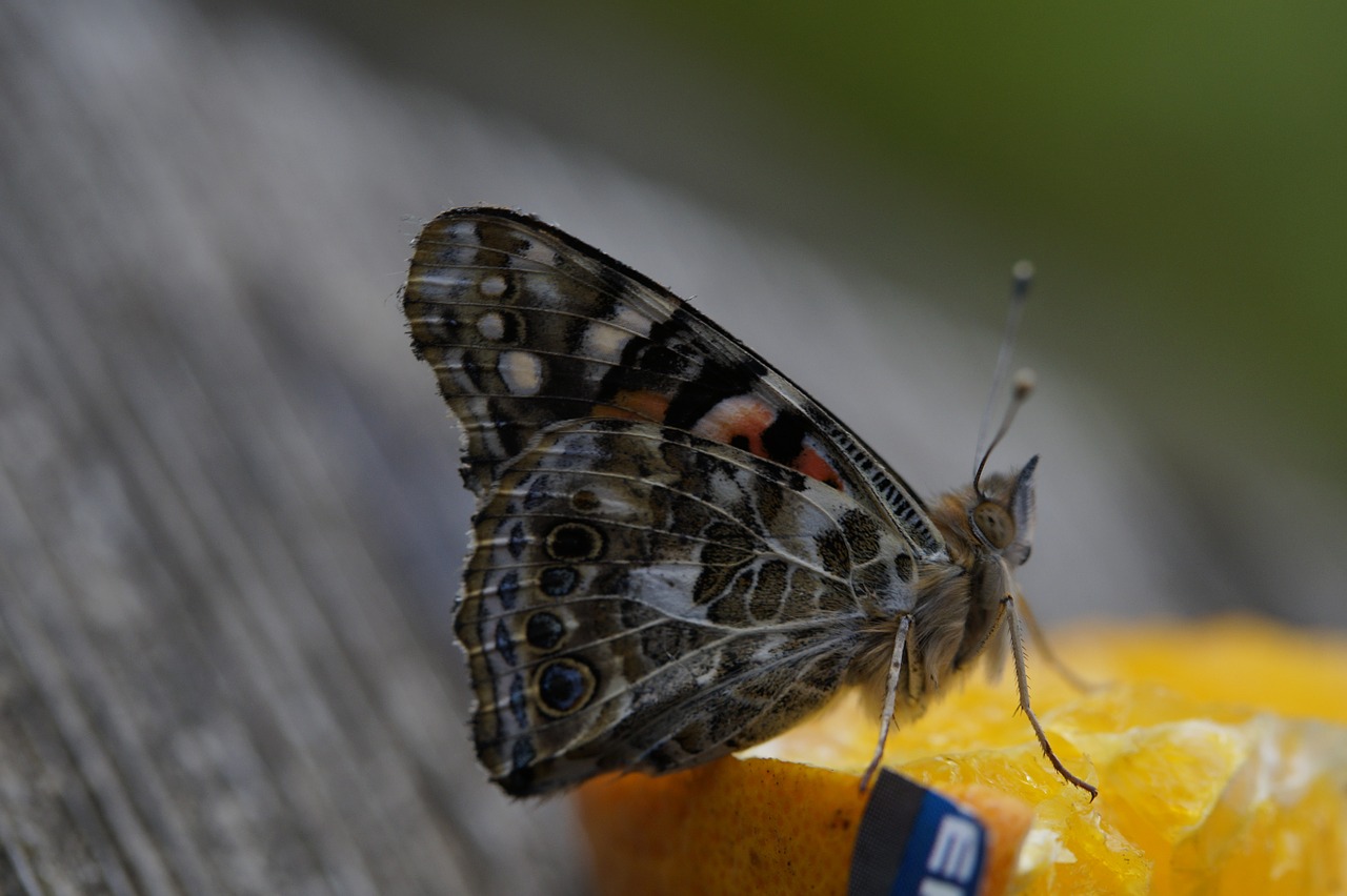 butterfly edelfalter butterflies free photo