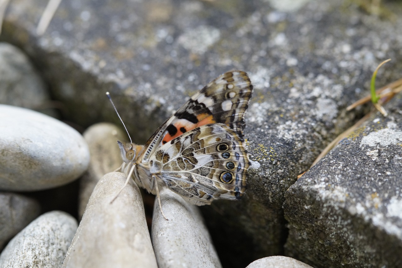 butterfly painted lady edelfalter free photo