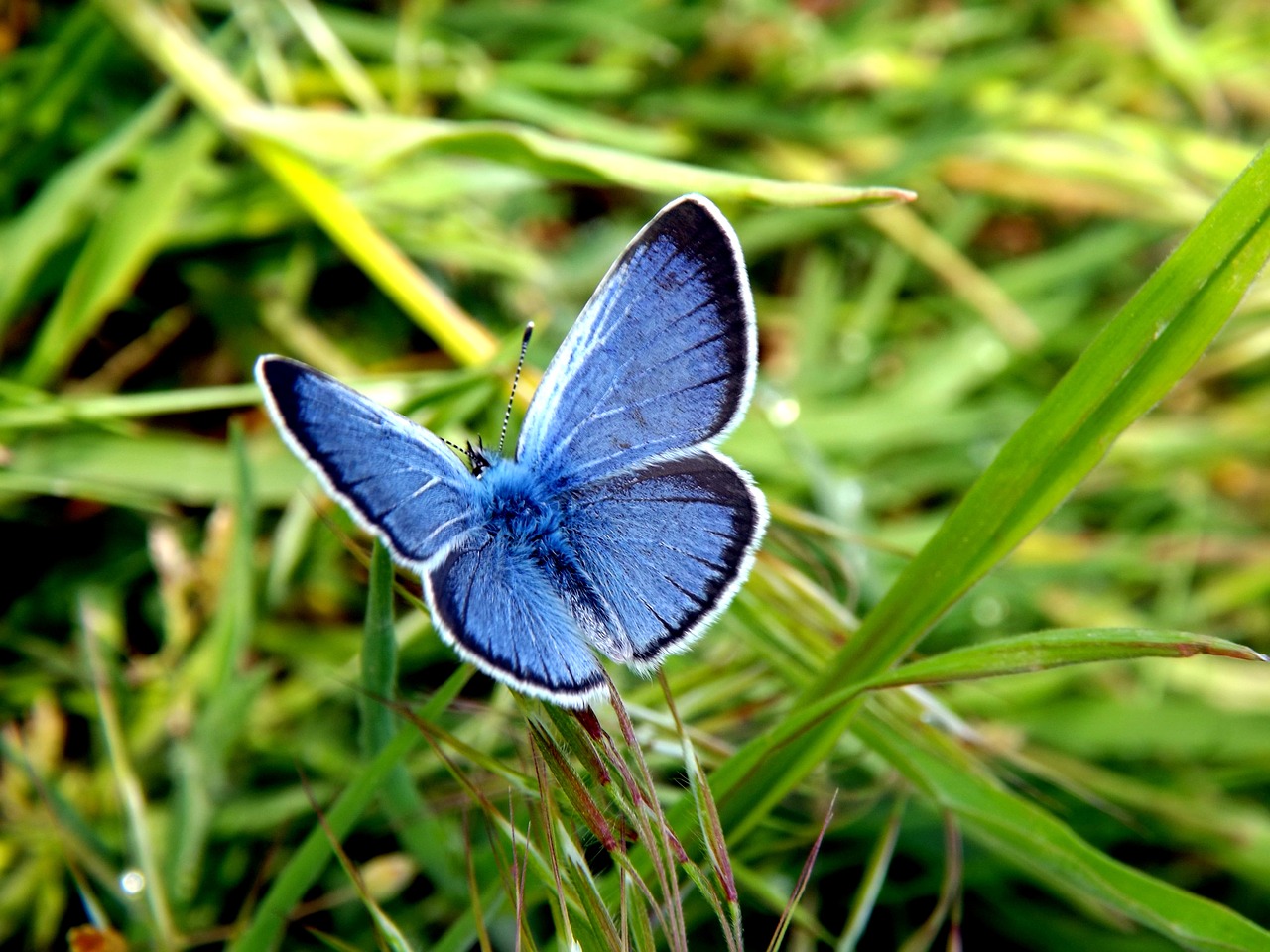 butterfly blue wings free photo