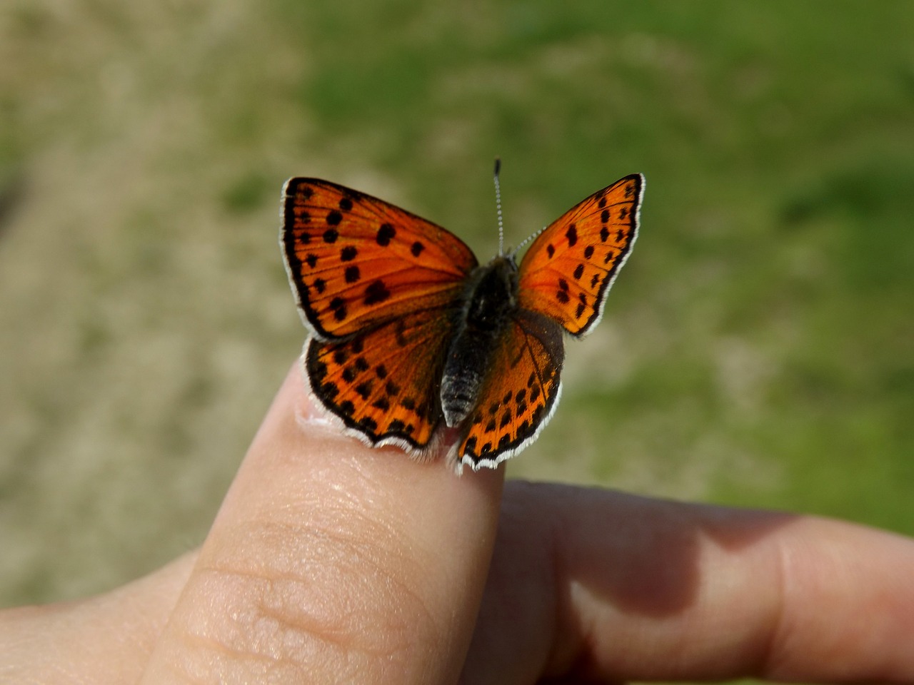 butterfly red wings free photo