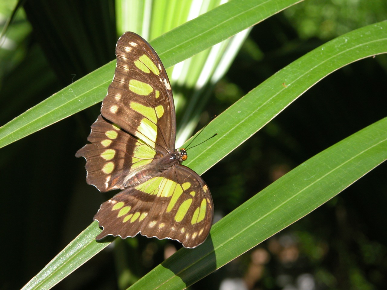 butterfly grass rest free photo