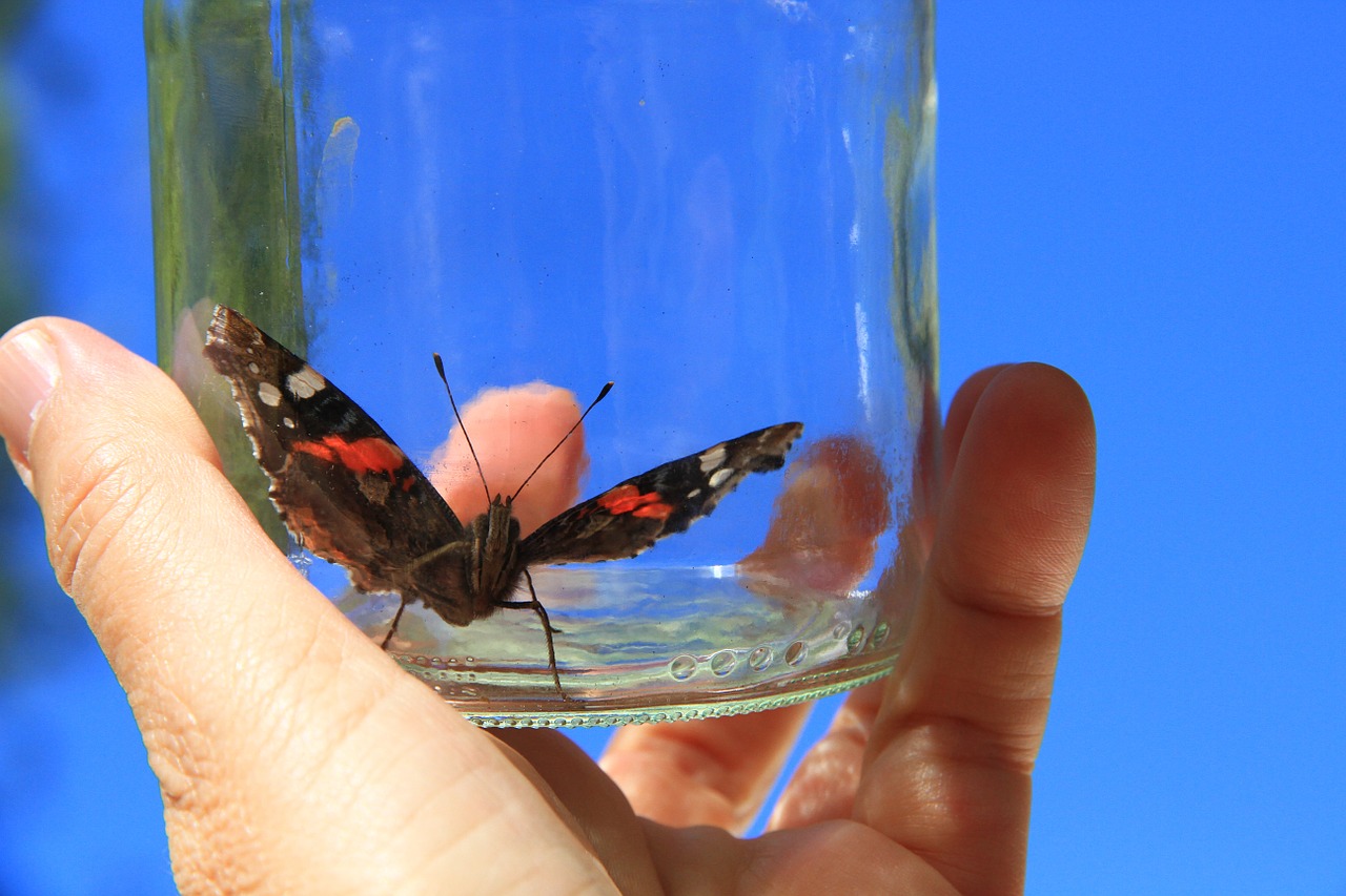 butterfly hand glass free photo