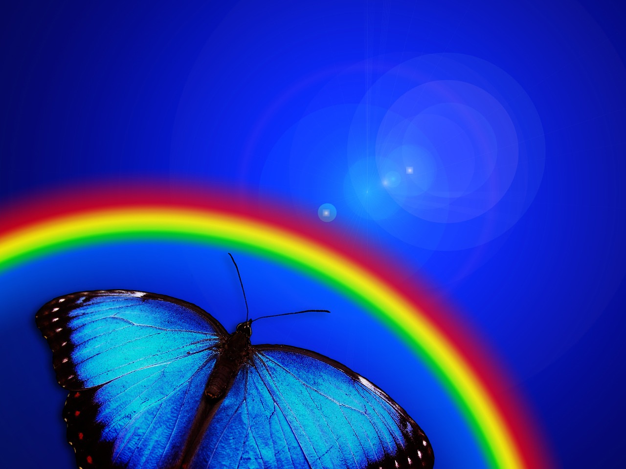 butterfly rainbow light free photo