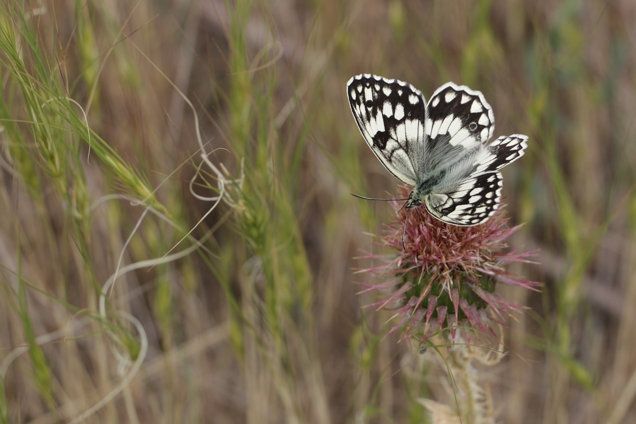 butterfly on the go thistle free photo