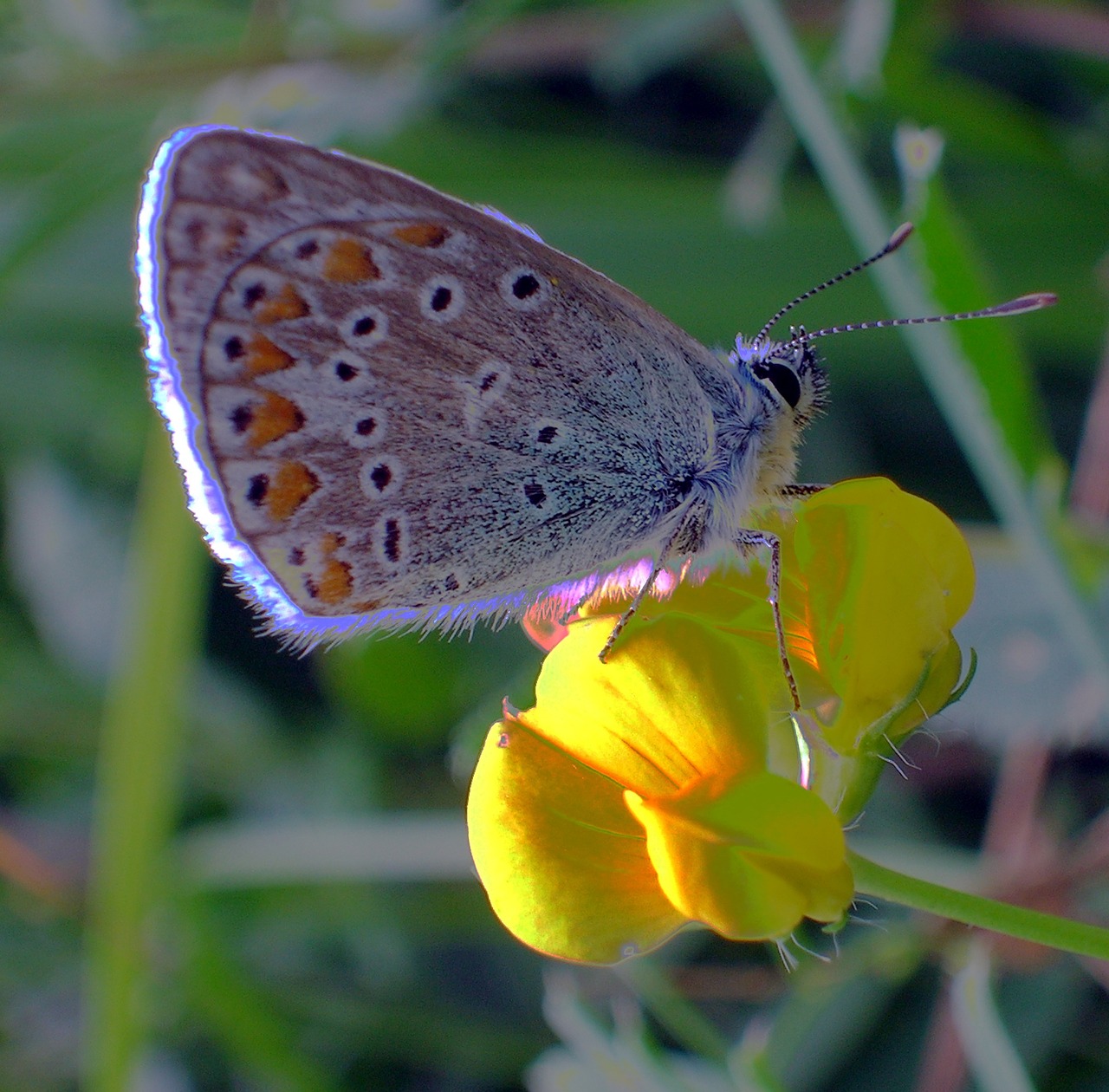 butterfly nature plant free photo