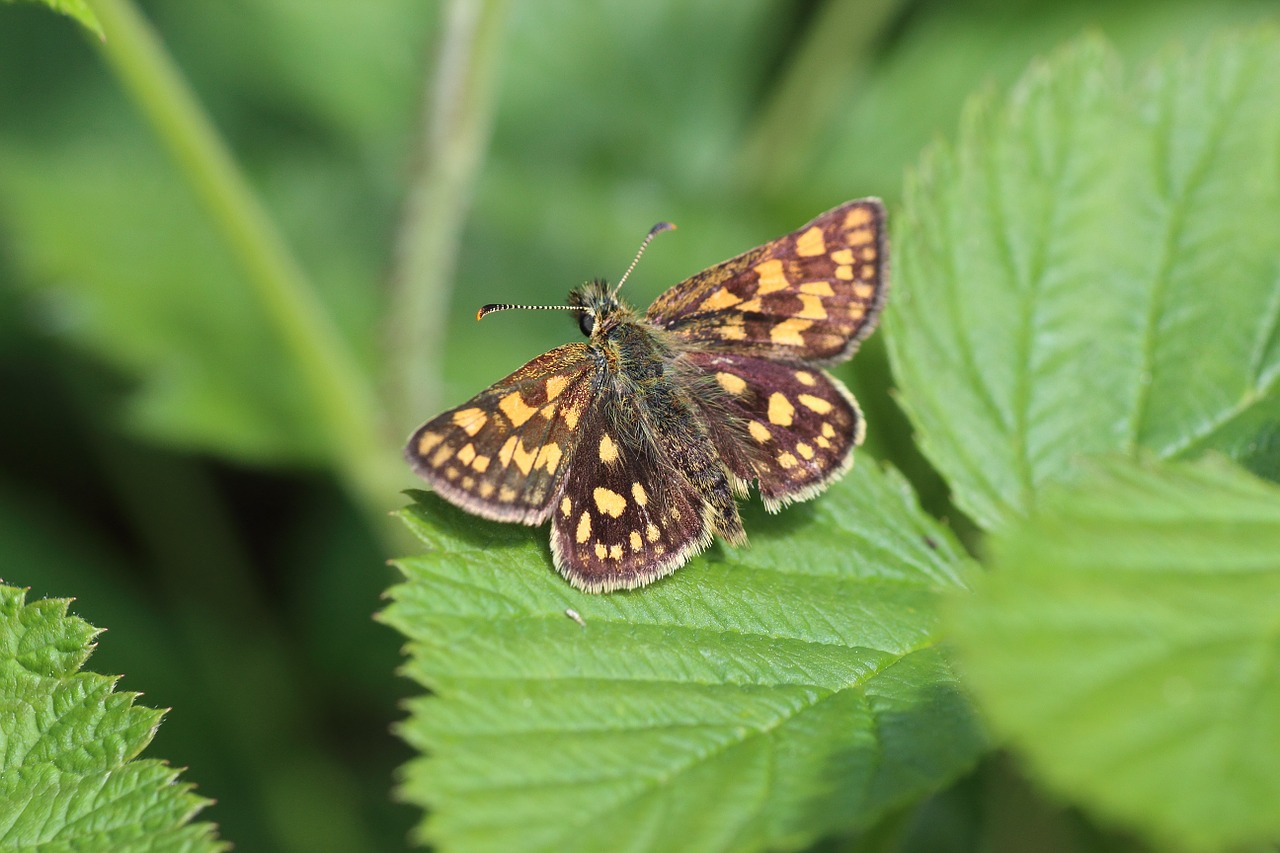 butterfly forest close free photo