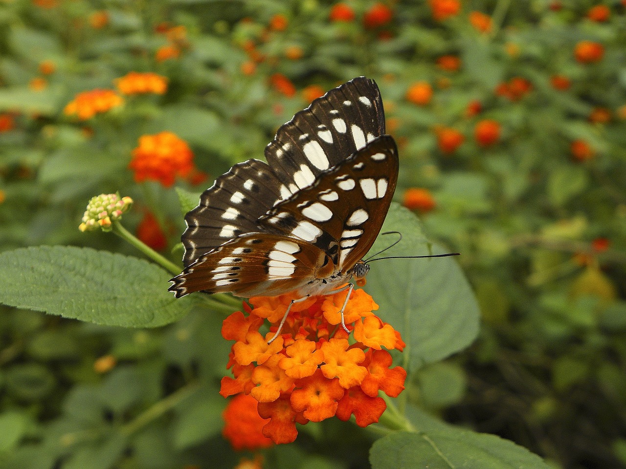 butterfly insects butterflies free photo