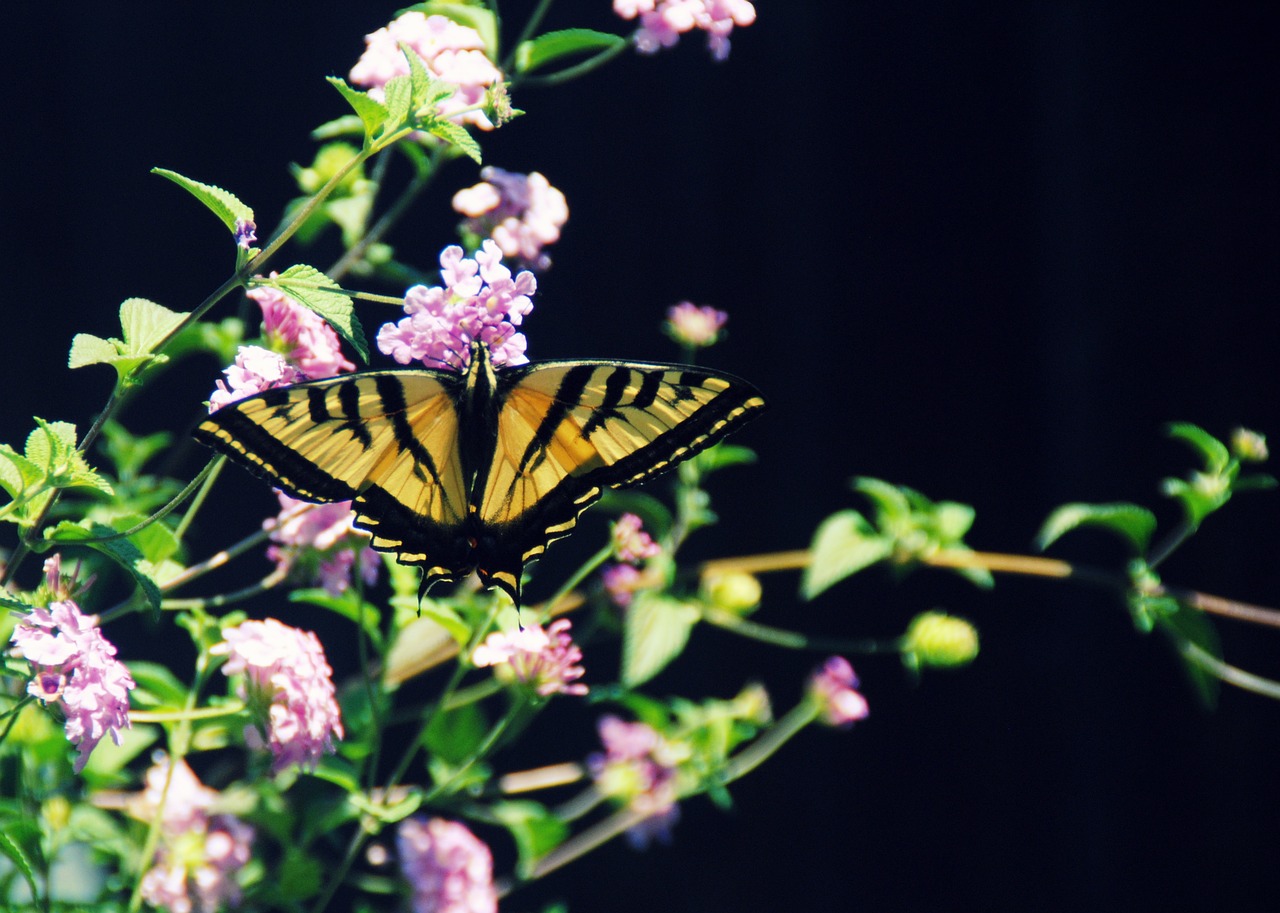 butterfly yellow green free photo