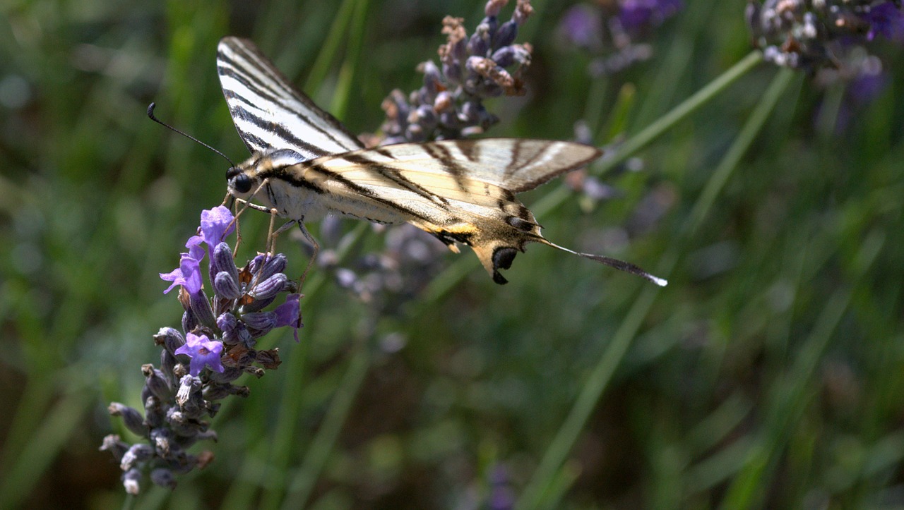 butterfly lavender insects free photo