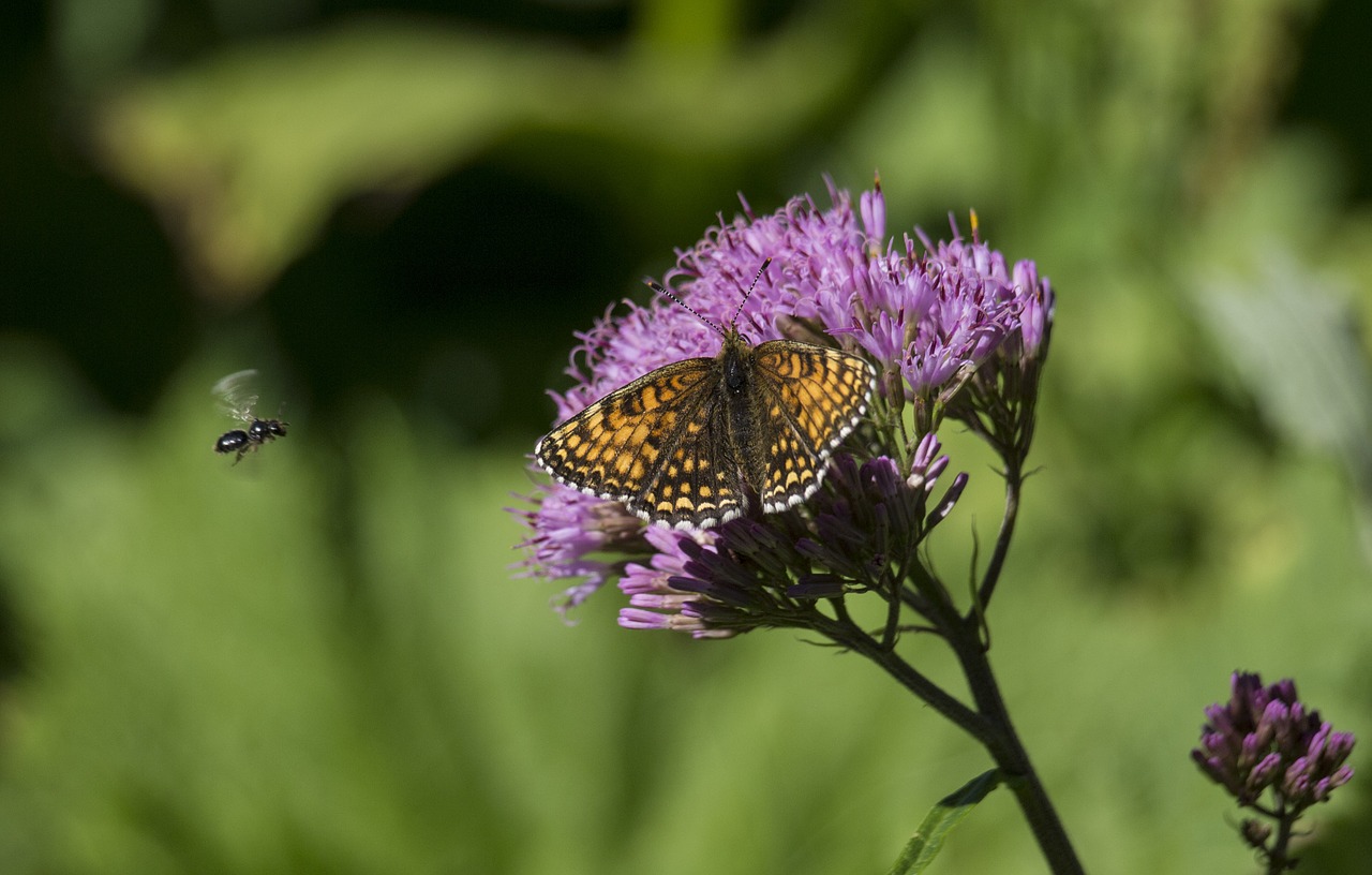 butterfly flower insect free photo