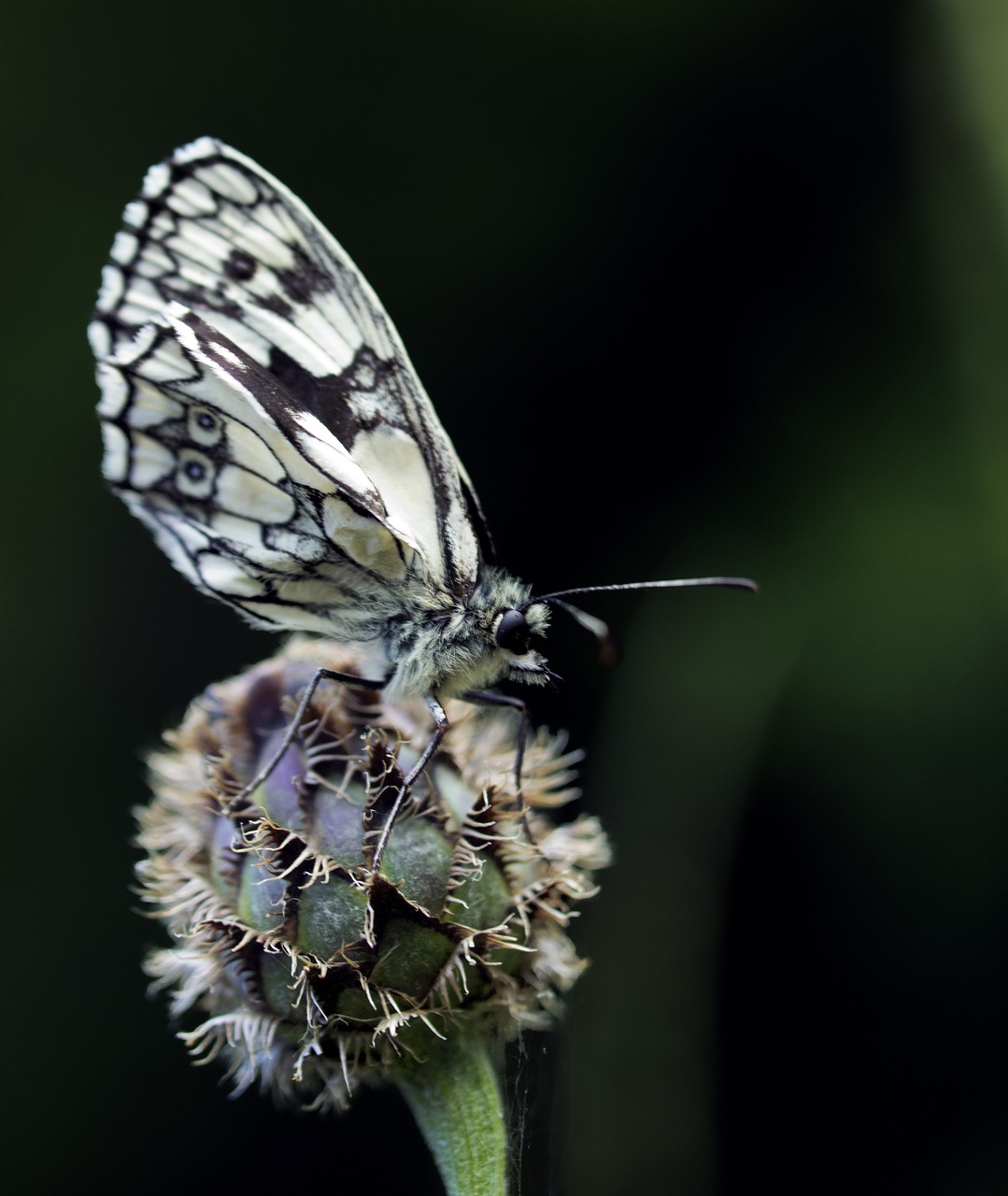 butterfly insect plant free photo