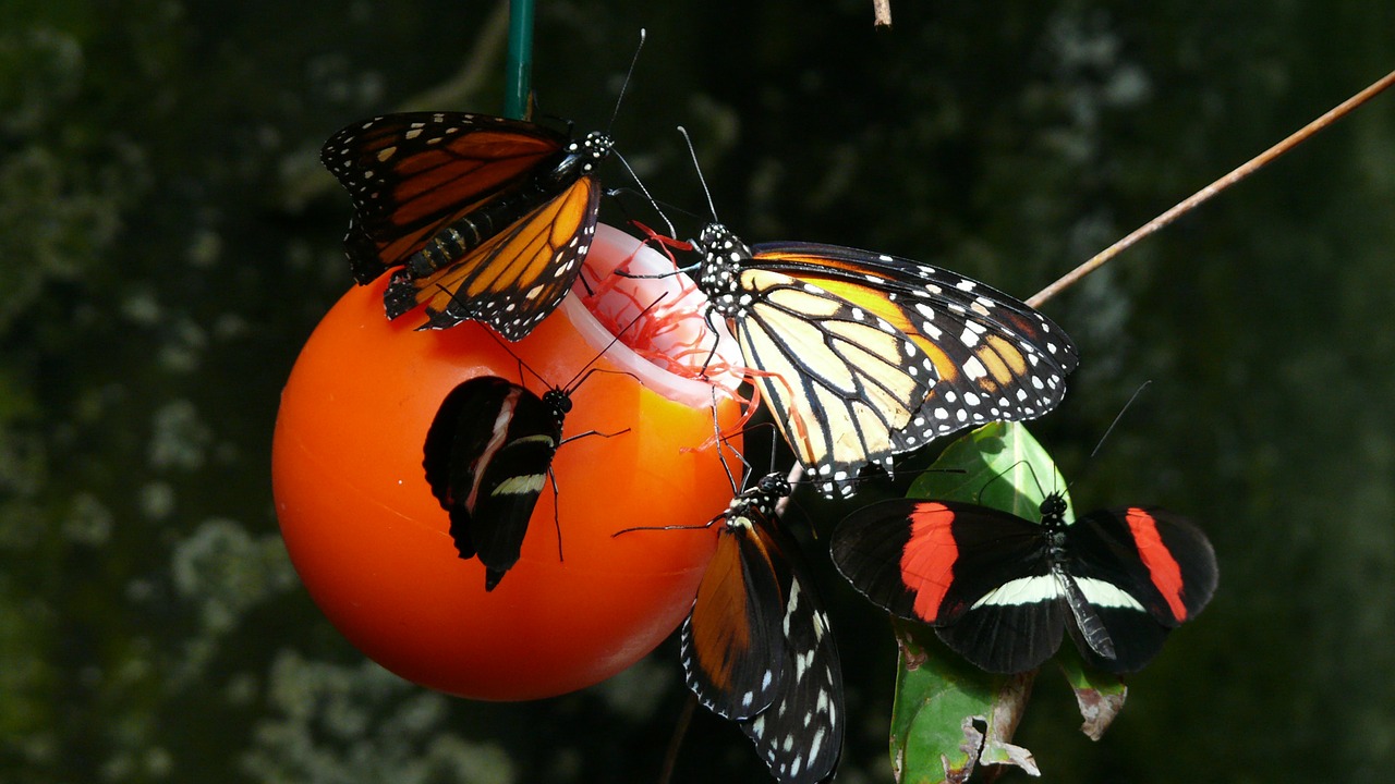 butterfly monarch vancouver free photo