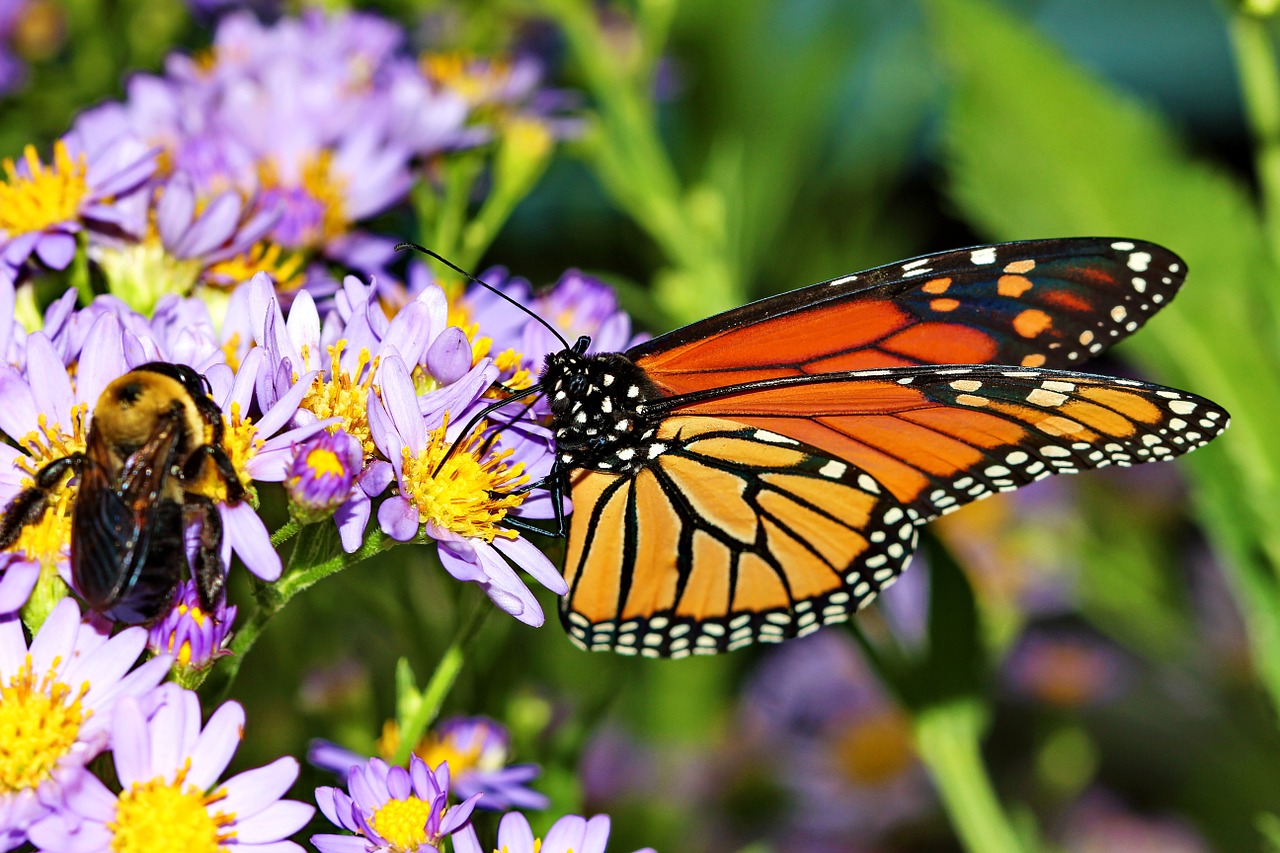 butterfly bee daisy free photo