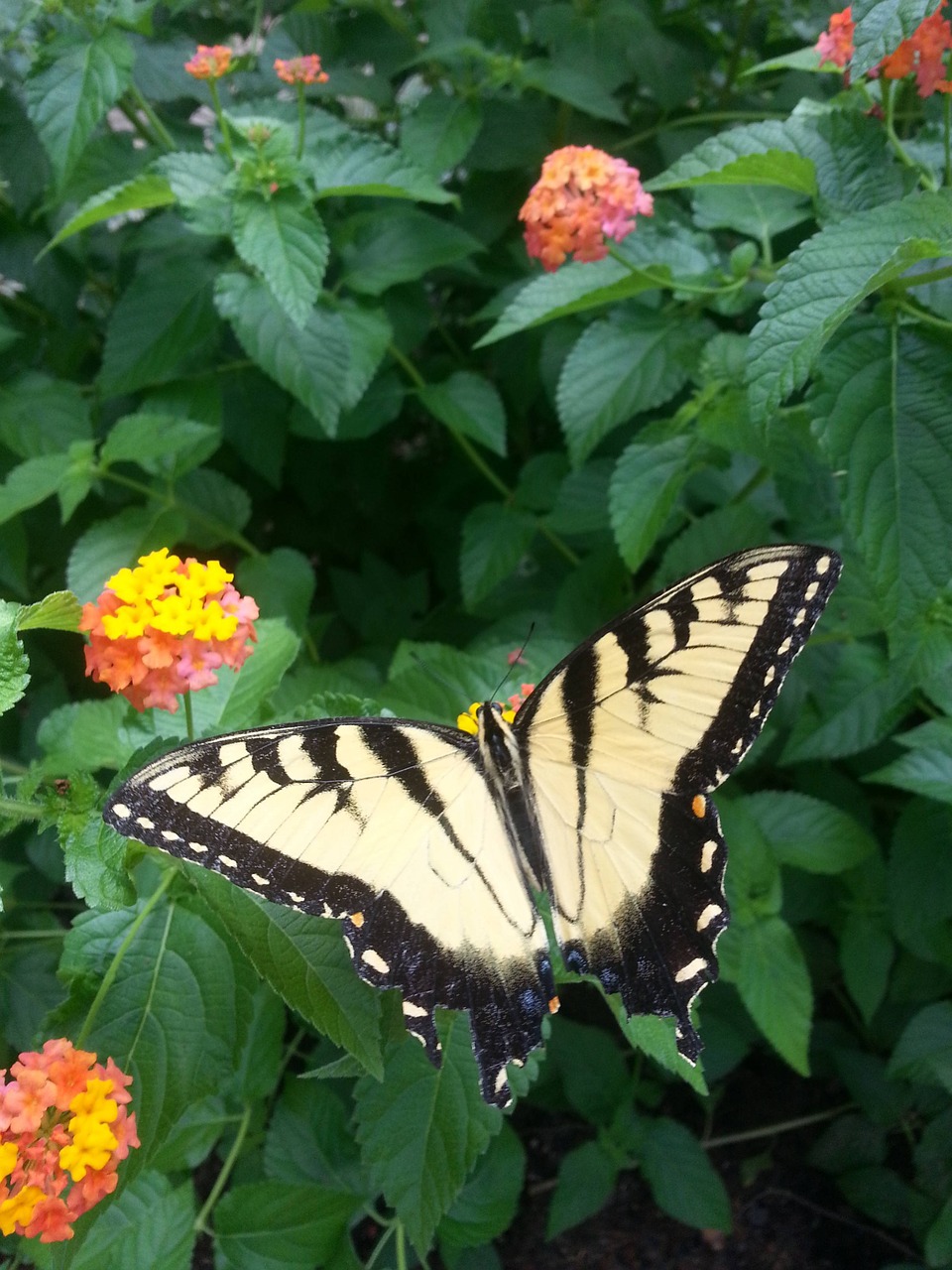 butterfly spring flowers free photo