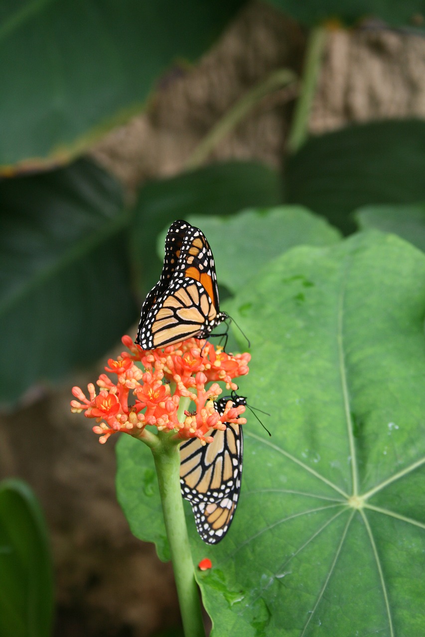 butterfly nature insect free photo