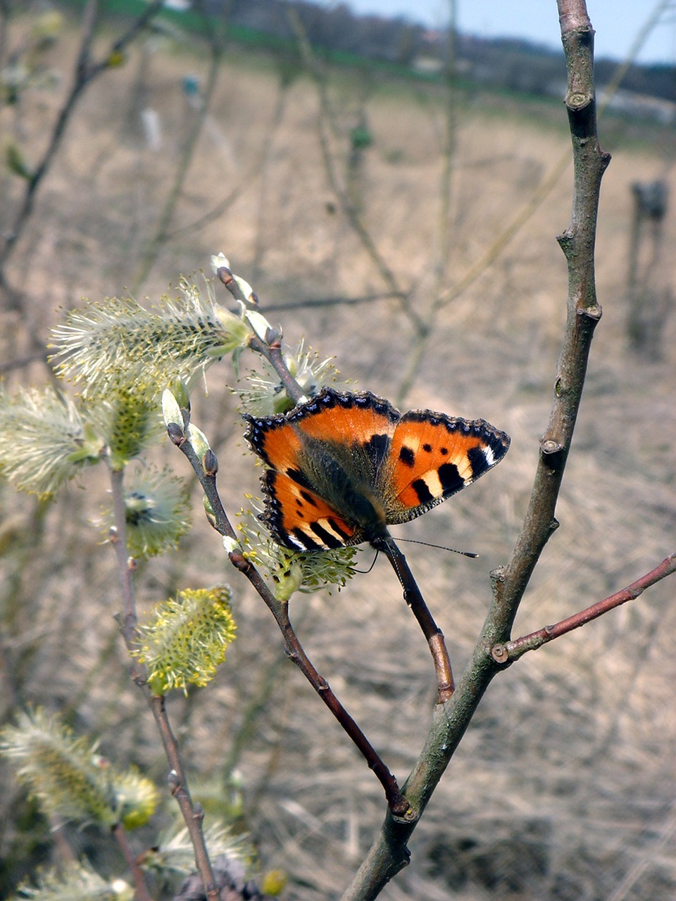 butterfly spring nature free photo