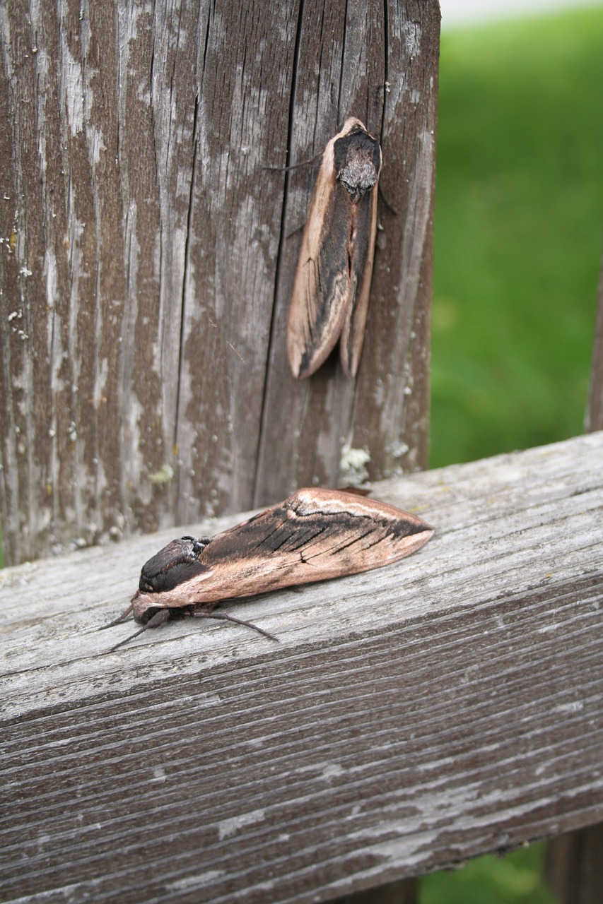 butterfly owls moth free photo