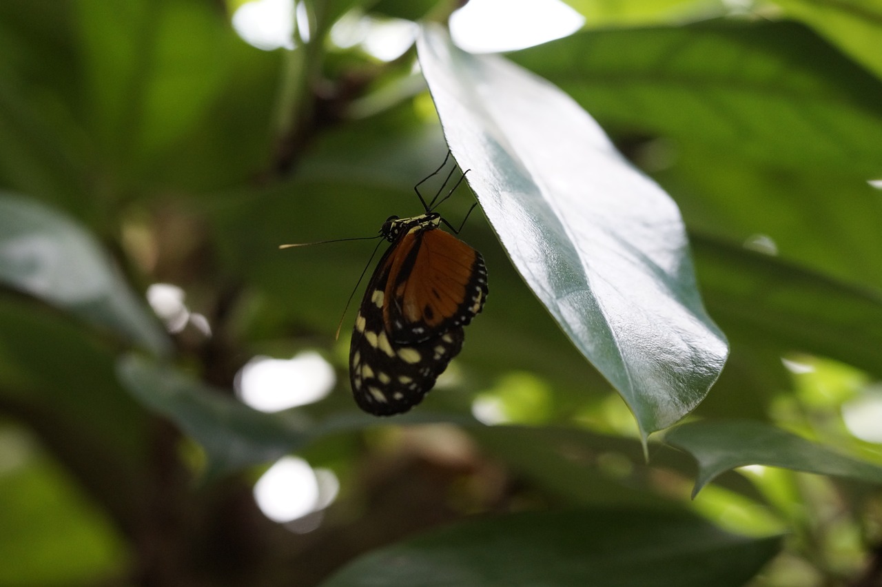 butterfly tropical exotic free photo