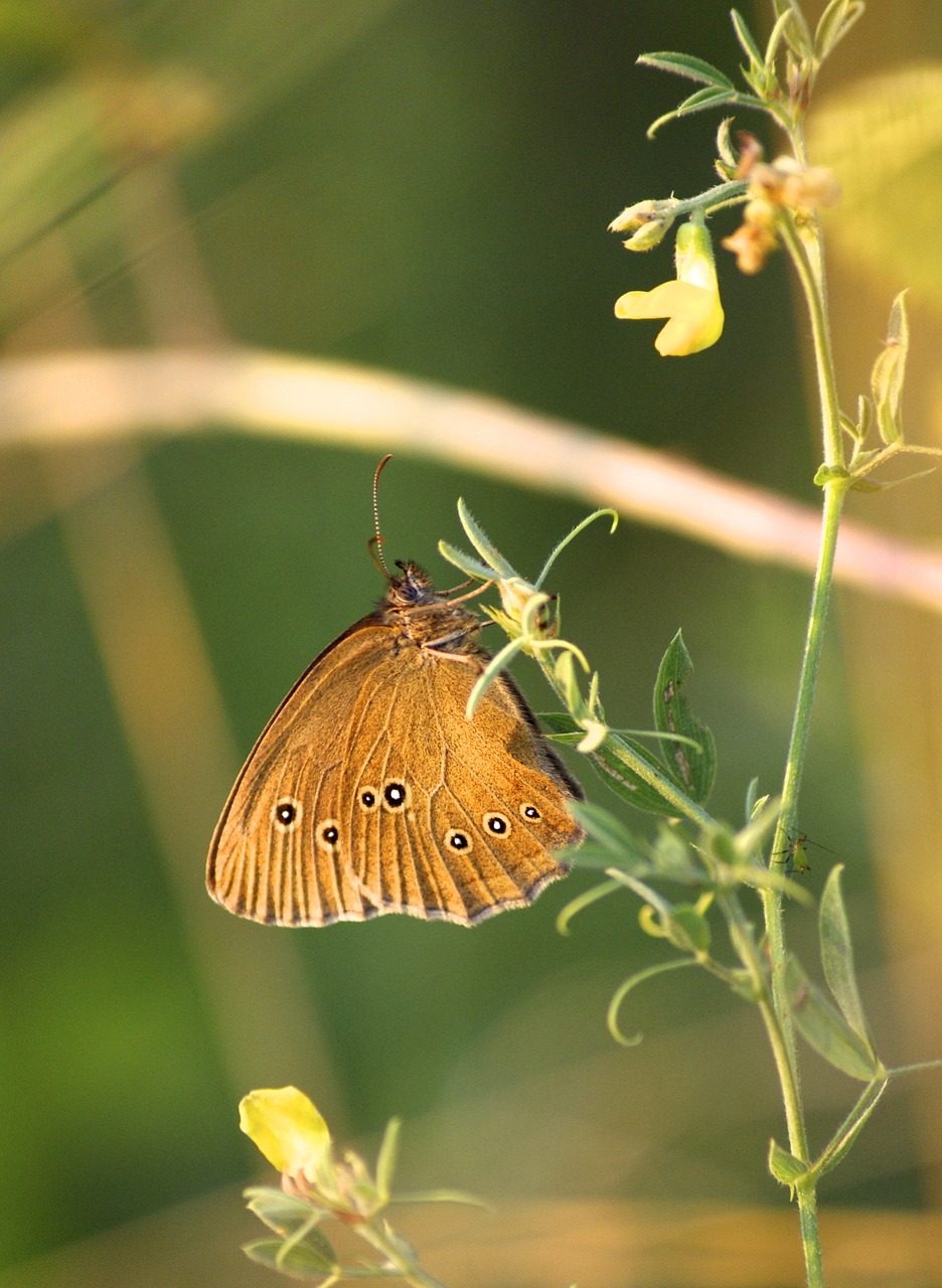 butterfly plant flower free photo