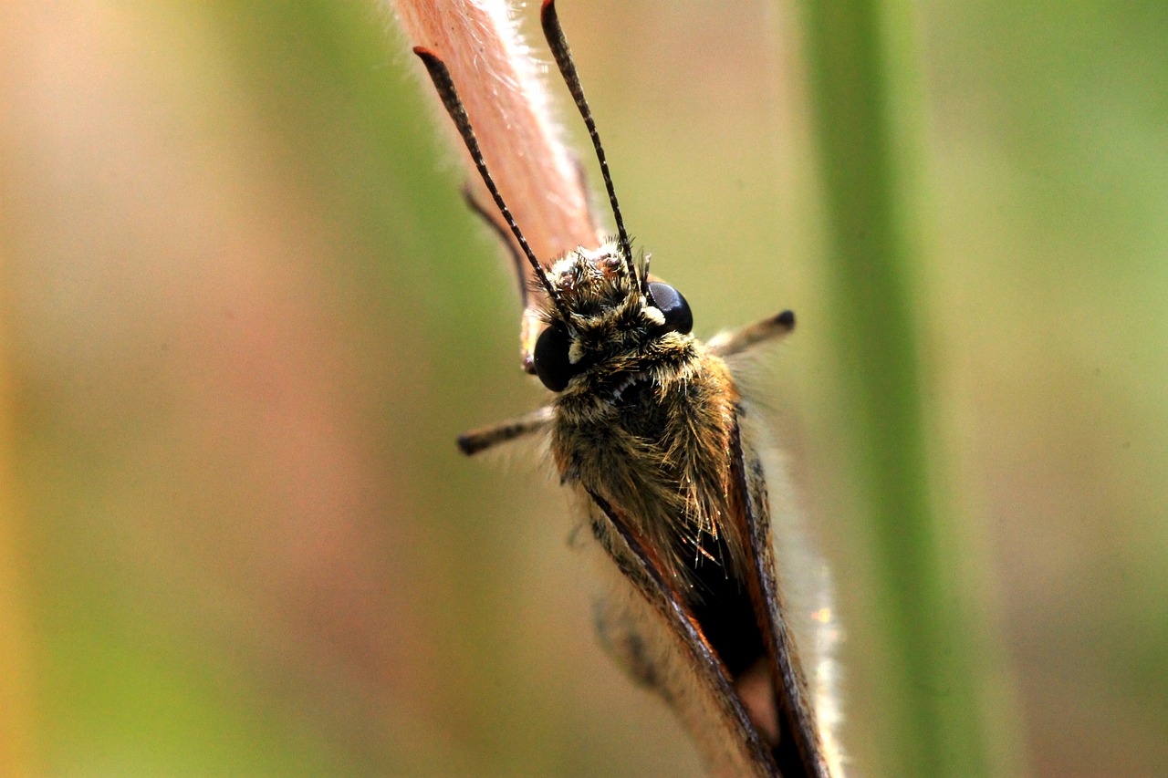 butterfly insect nature free photo