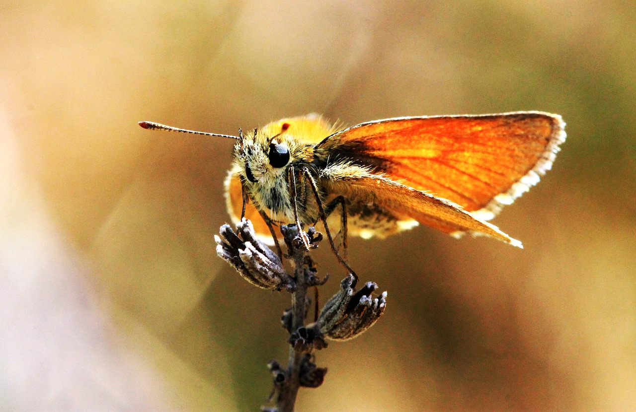 butterfly macro nature free photo