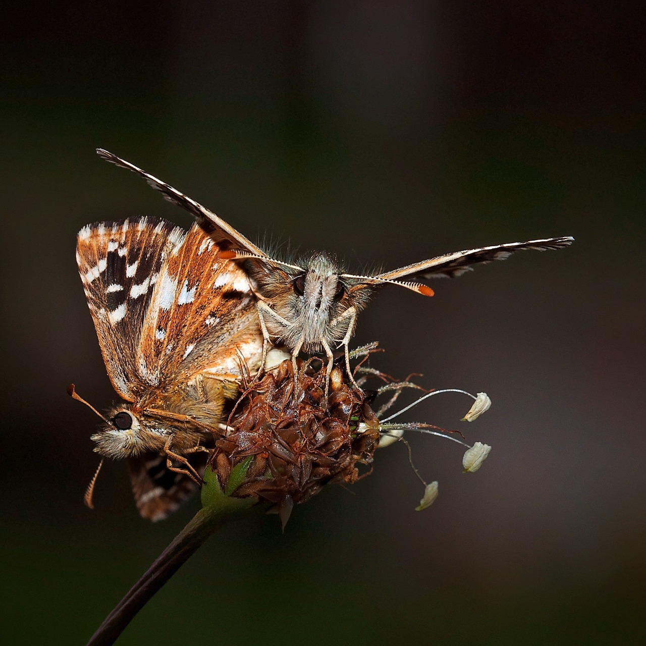 butterfly insect animal free photo