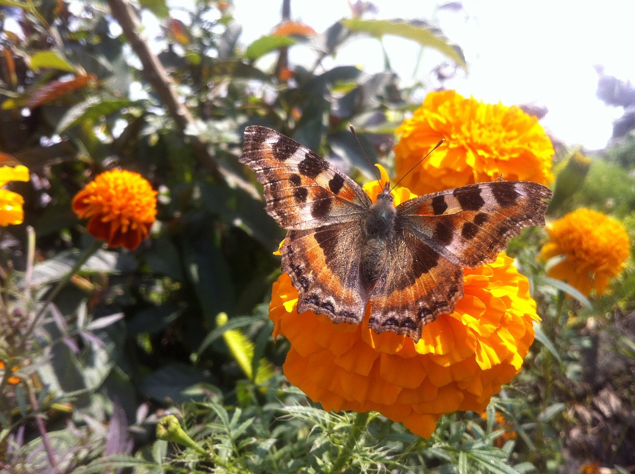 butterfly nepal himalayan free photo