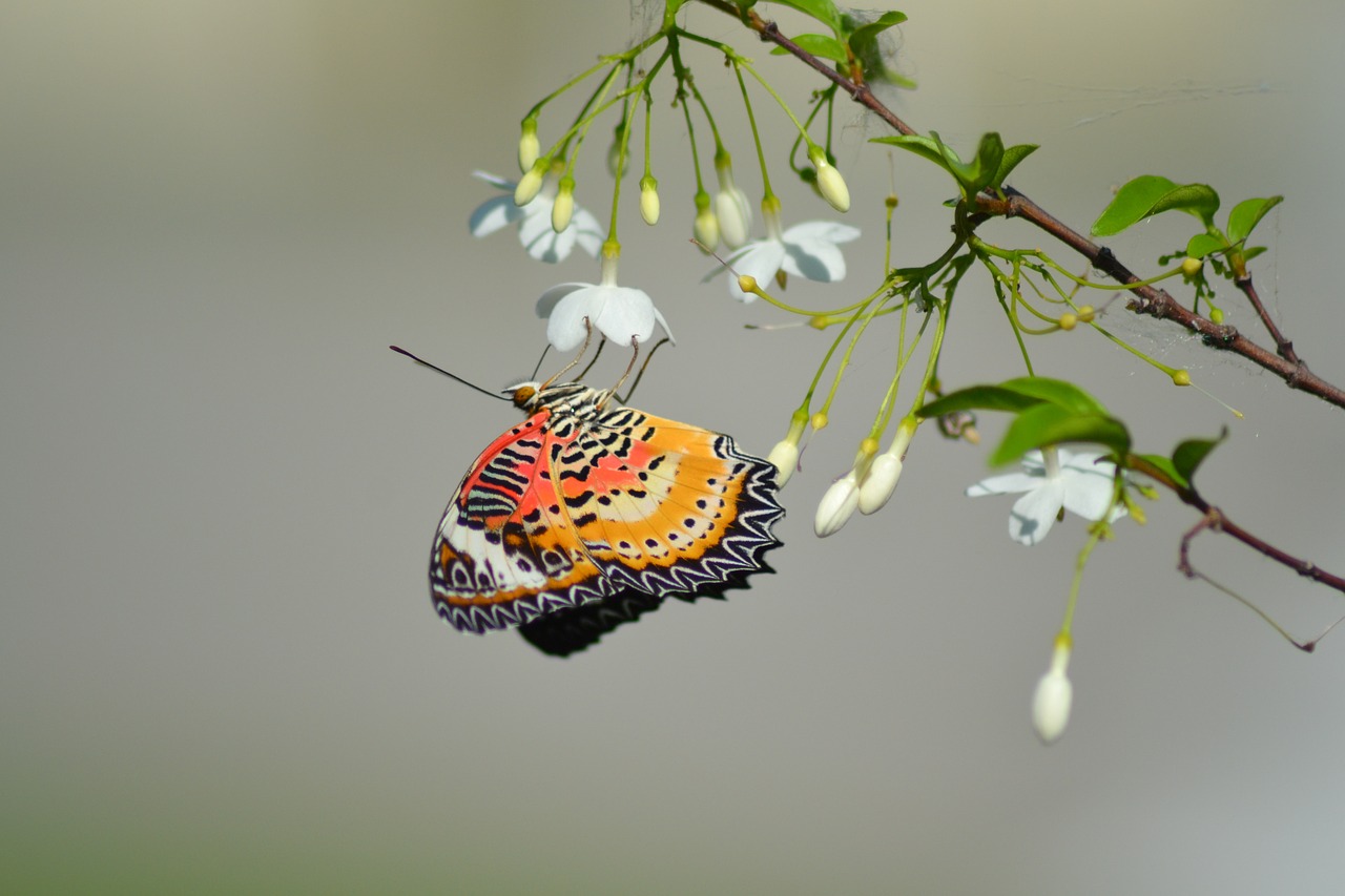 butterfly thailand butterflies free photo