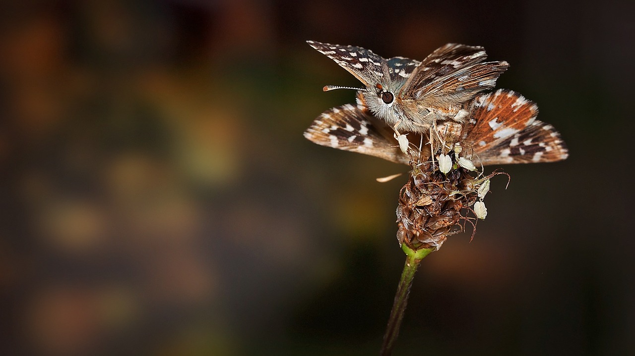 butterfly insect animal free photo