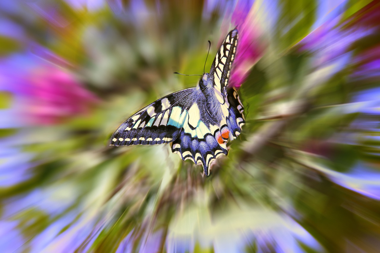 butterfly color garden free photo