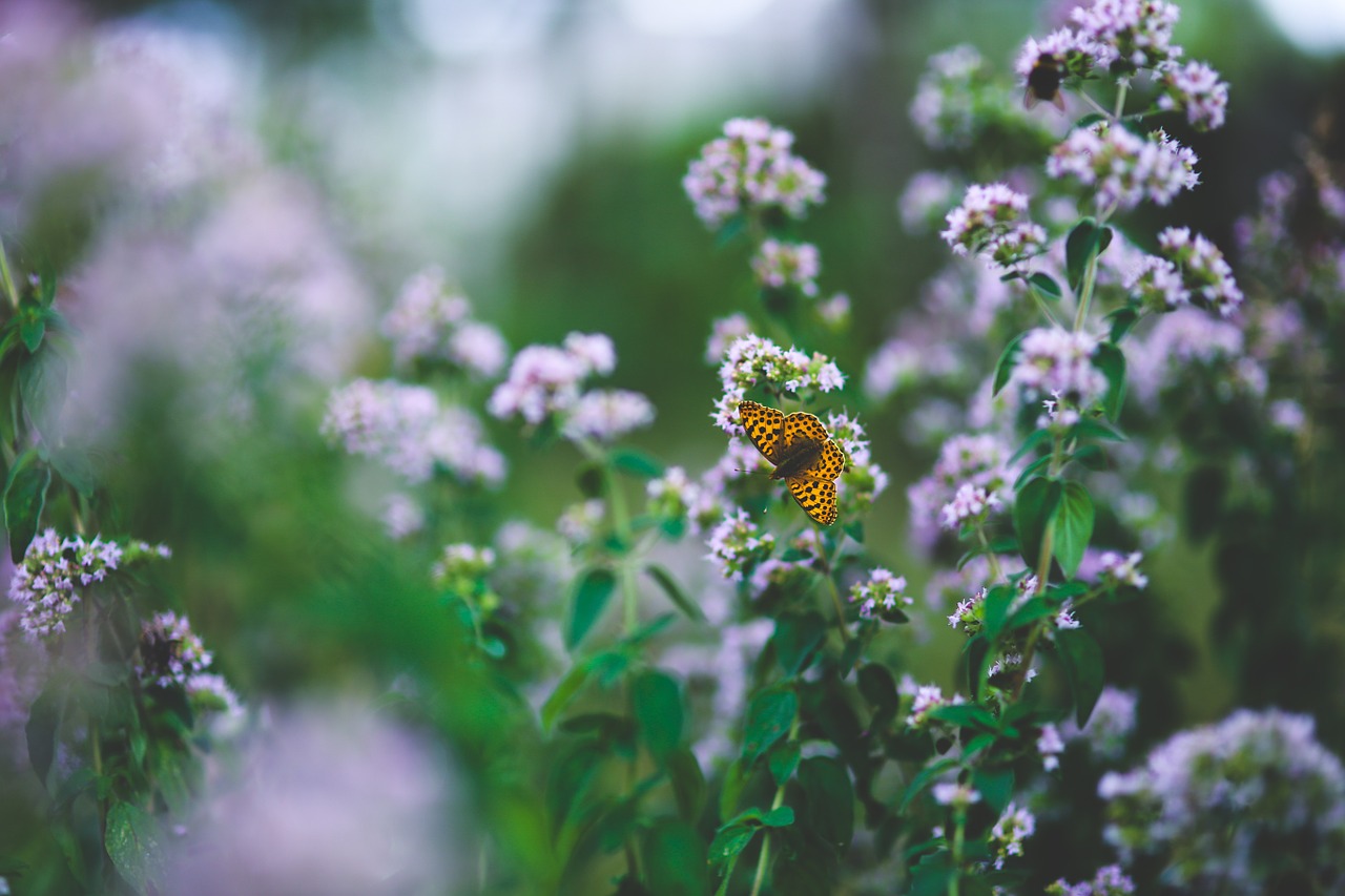 butterfly little flower free photo