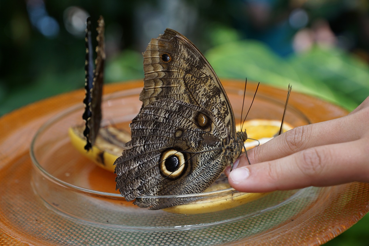 butterfly nature insect free photo