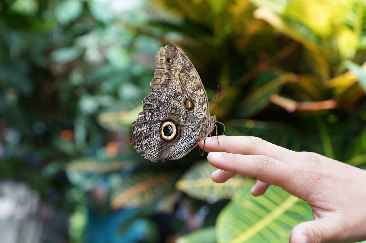 butterfly nature insect free photo