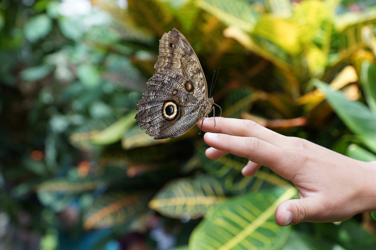 butterfly nature insect free photo