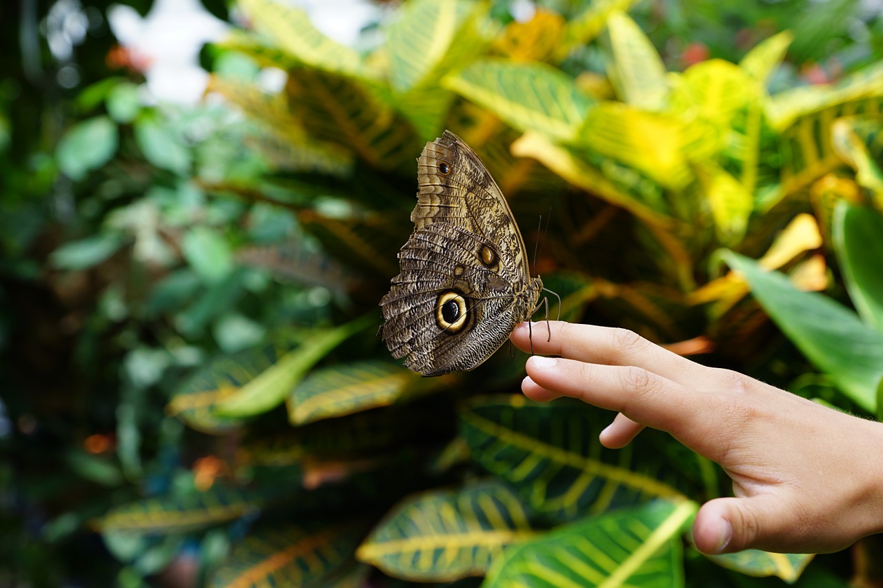 butterfly nature insect free photo