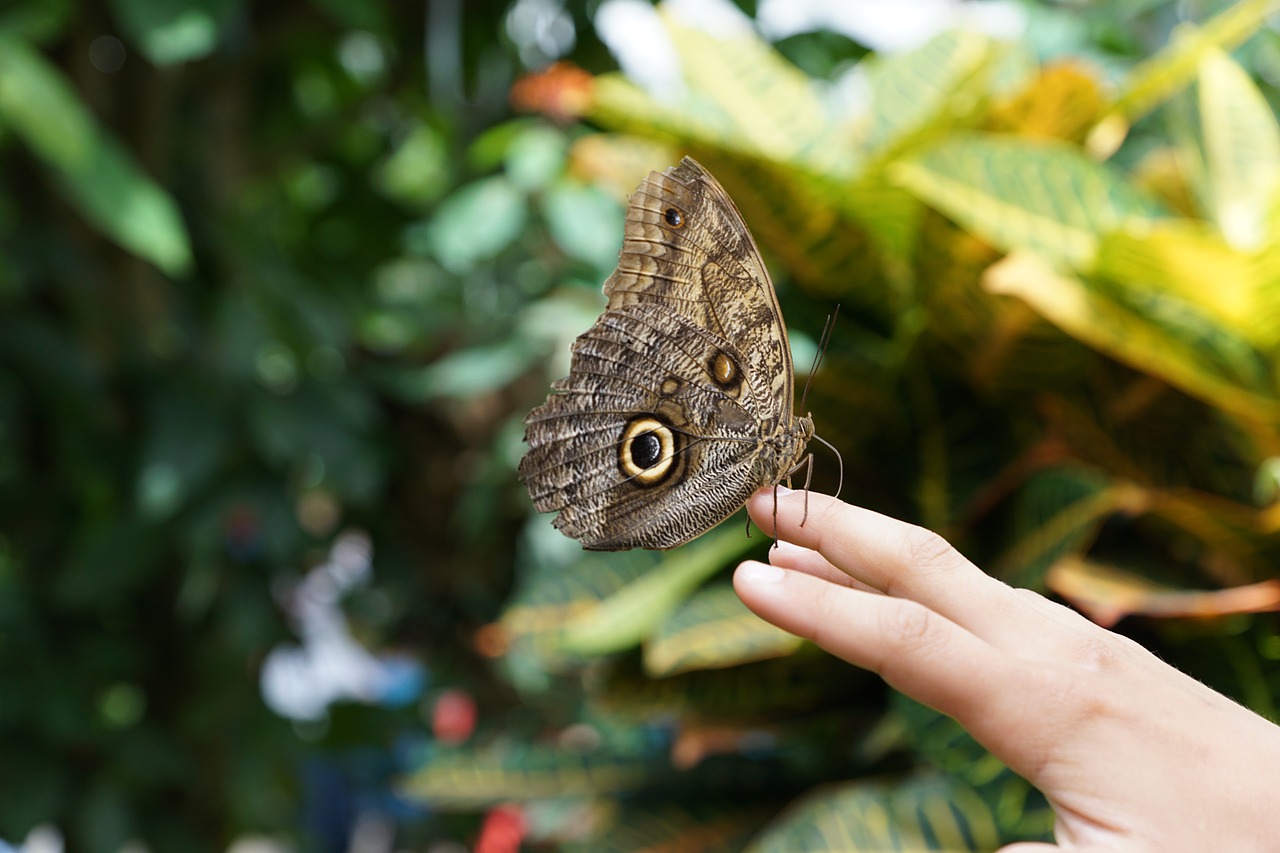 butterfly nature insect free photo