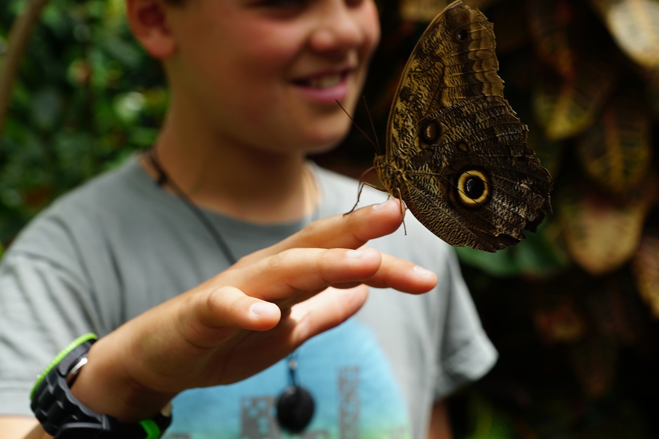 butterfly nature insect free photo