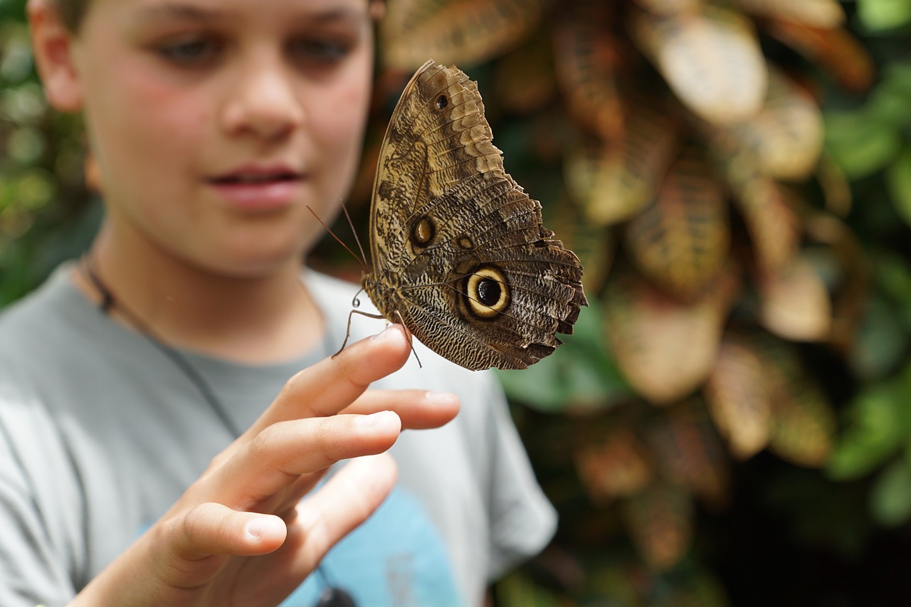 butterfly nature insect free photo