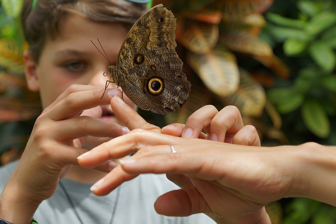 butterfly nature insect free photo